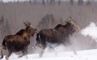 Aerial Survey Shows MN Moose Population Is Stable