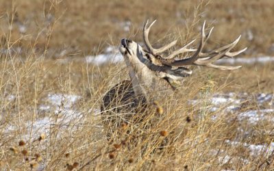 Mule Deer Adventures