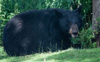 Wyoming Game and Fish Department Delays Registration Process