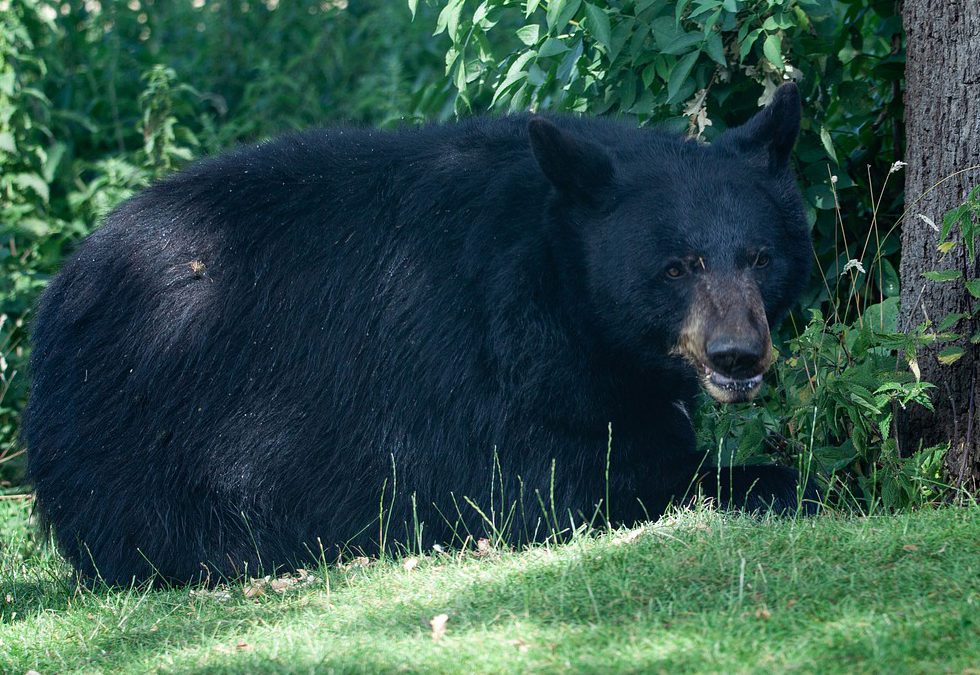 Wyoming Game and Fish Department Delays Registration Process