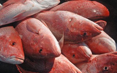 Alabama Opens Red Snapper Fishing May 22