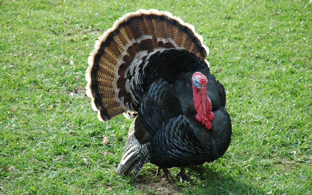 Missouri Forecasts Challenging Spring Turkey Hunting