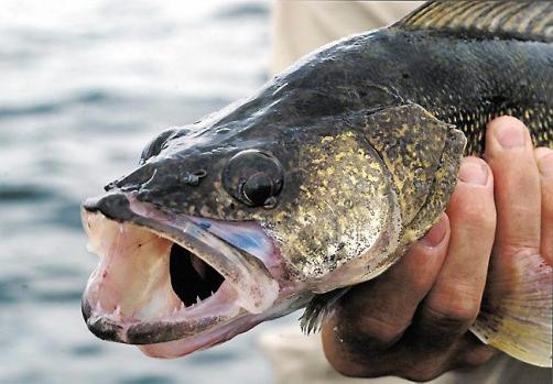 walleye fish