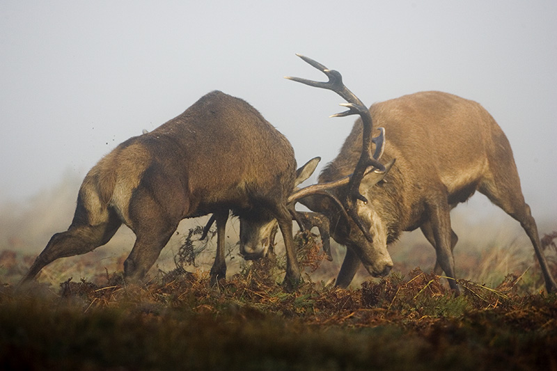 stag fight