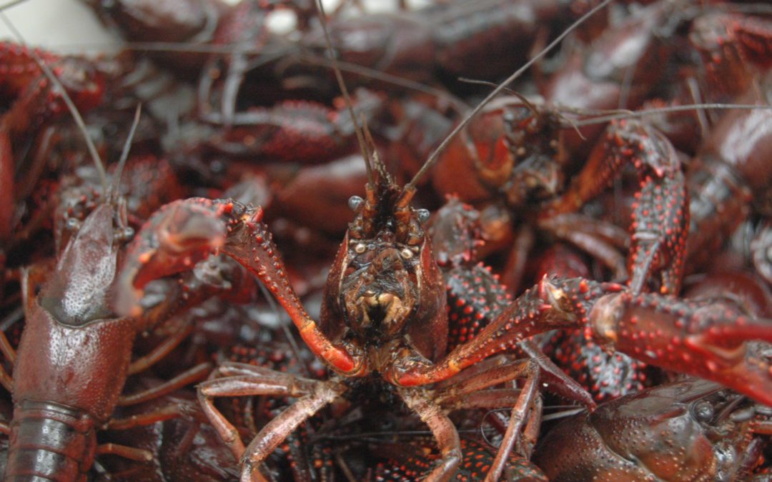Crawfish: The Po’ Man’s Lobster