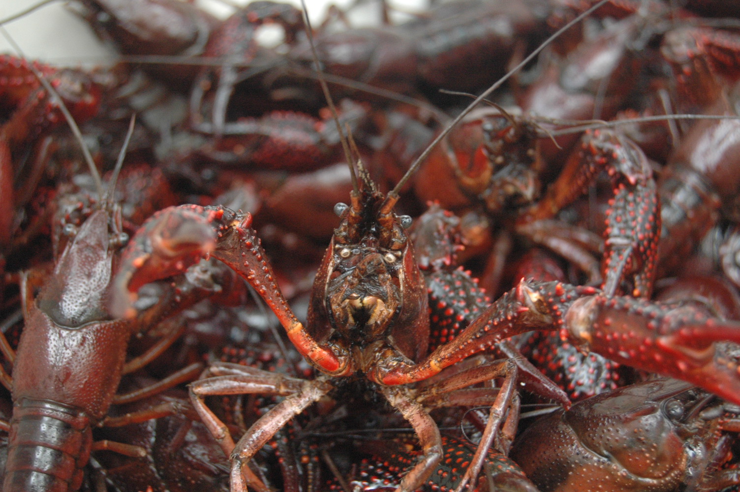 Crawfish: The Po' Man's Lobster - Sporting Classics Daily
