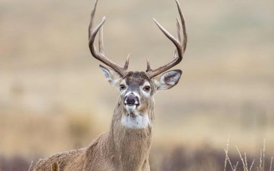 Iowa Deer Application Opens May 2