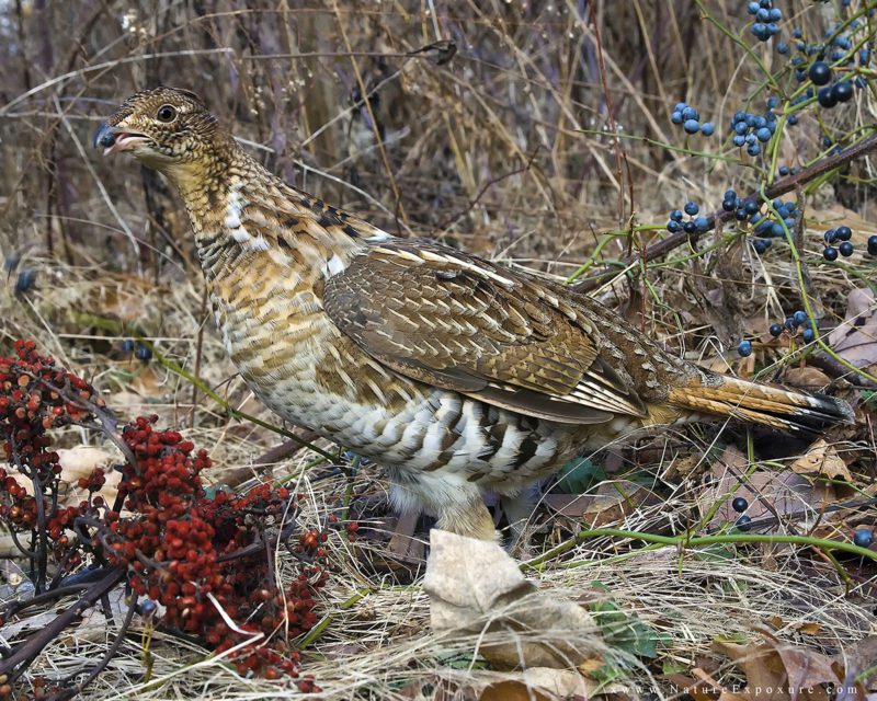 Ruffed Grouse eating berries