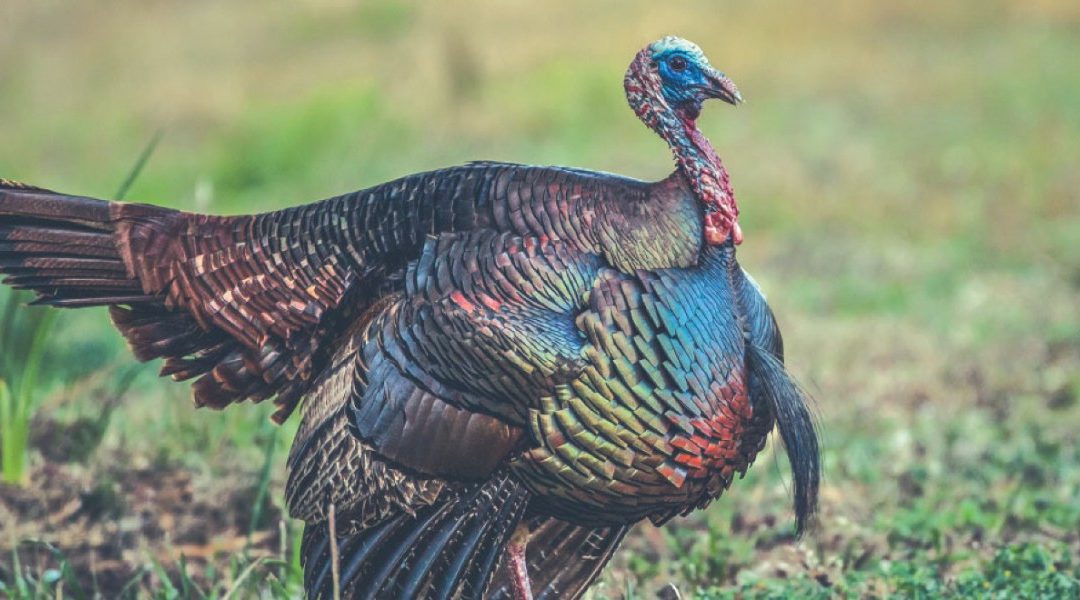 Maryland Novice Nabs Her First Turkey