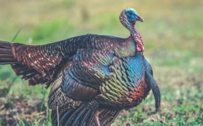 Maryland Novice Nabs Her First Turkey