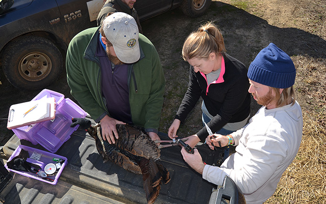 turkey leg research