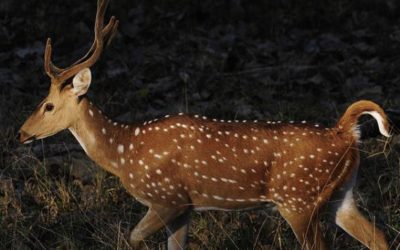 Hawaii Cancels Lana’i Axis Deer Hunt Due to Covid-19 Risks