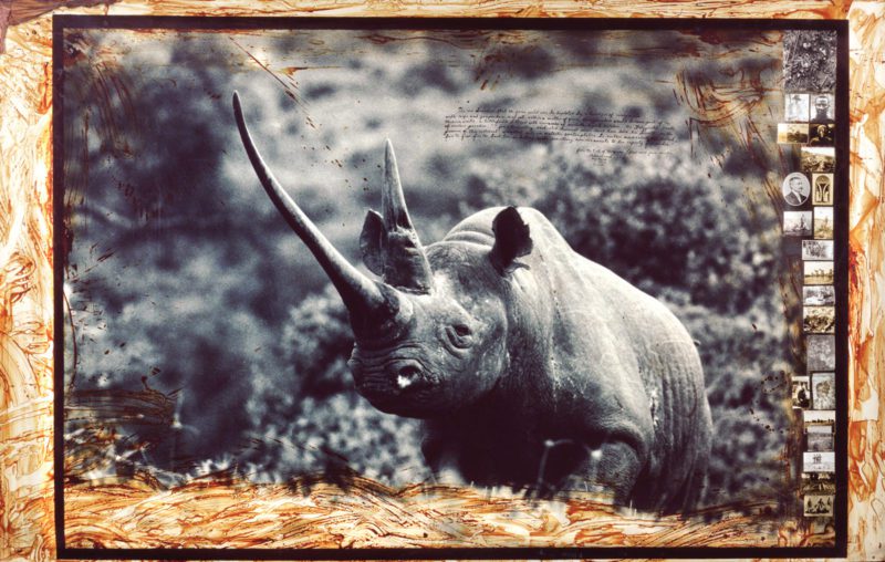 Peter Beard rhino photo