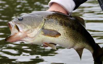 Florida’s TrophyCatch Program Celebrates 10,000 Catches