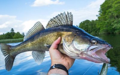 Setting Sights on Nebraska’s Walleye