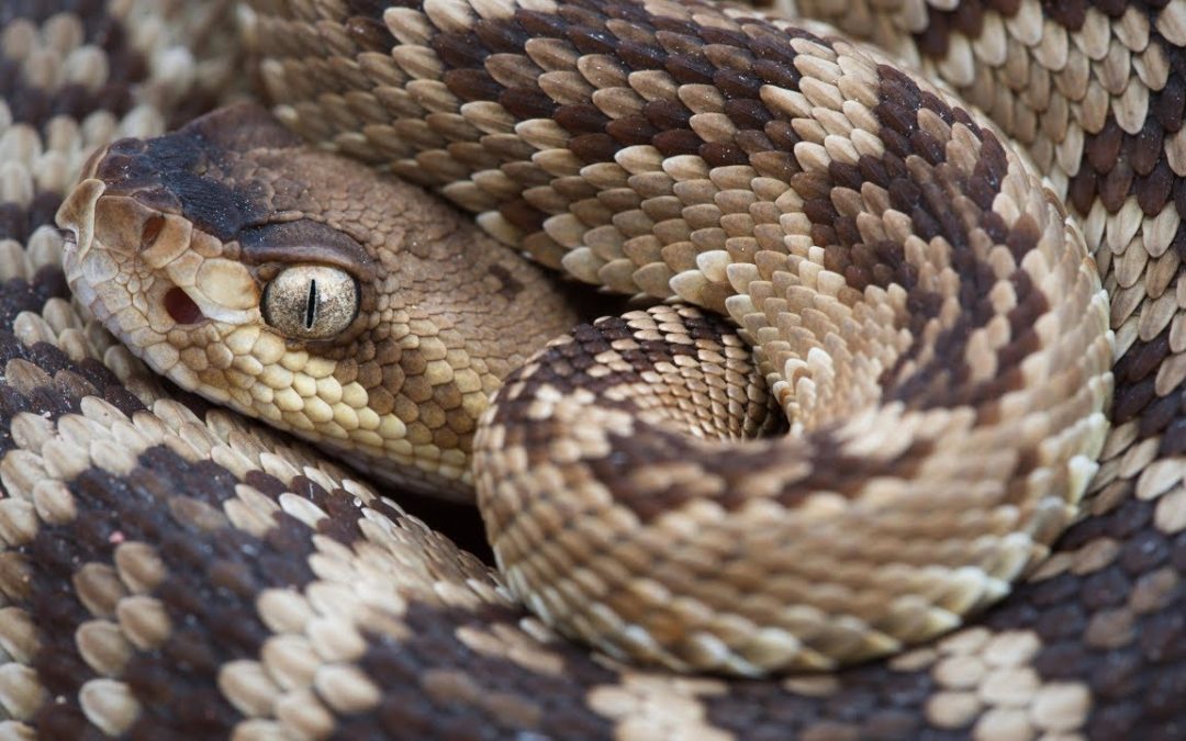 Arizona’s rattlesnakes most active April