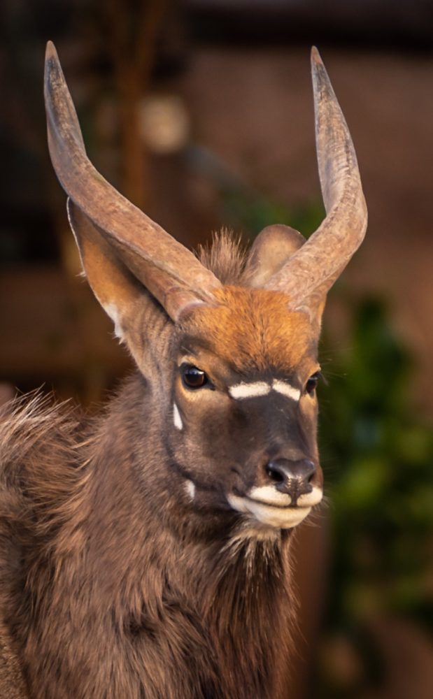 African nyala