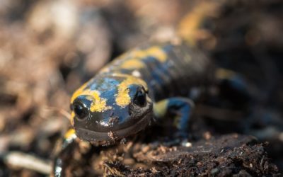 Connecting Habitat Across New Jersey (CHANJ) featured in PBS Episode