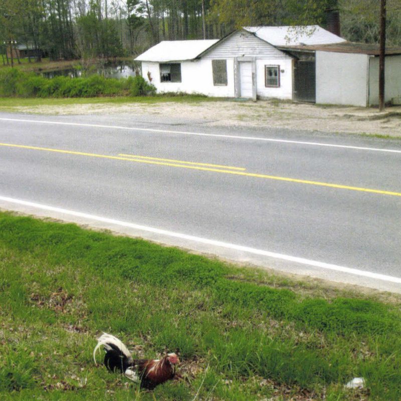 mike gaddis rooster