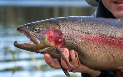 California Steelhead: The Fish of a Thousand Casts