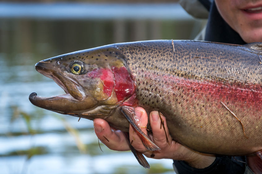 California Steelhead: The Fish of a Thousand Casts - Sporting Classics Daily