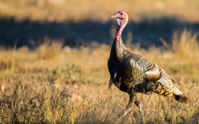 Iowa’s Turkey Hunters Encouraged to Provide Leg for Disease Survey