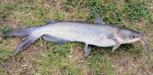 channel catfish