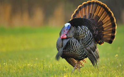 10 Turkey Hunting Mistakes to Avoid