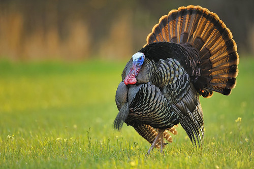 wild turkey hunting mistakes
