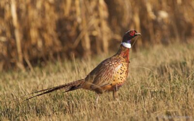 Pheasant Hunting with Tom Brokaw