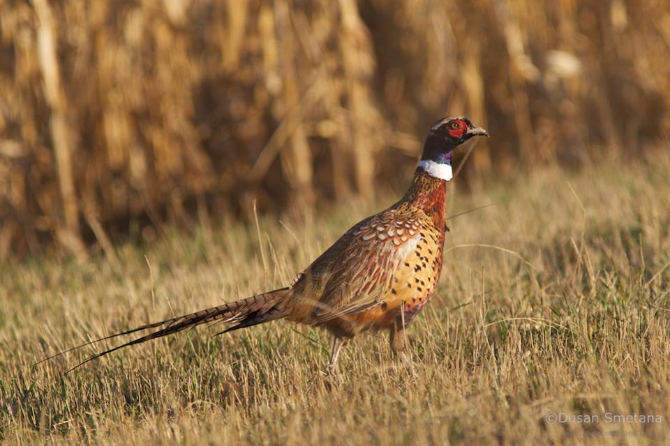 Pheasant Hunting with Tom Brokaw