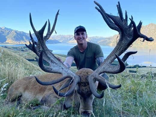 new zealand stag