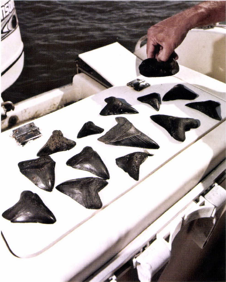 shark teeth megalodon