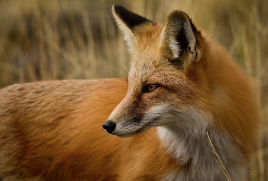 red fox in wyoming