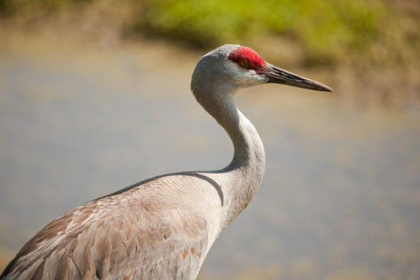 nebraska birds