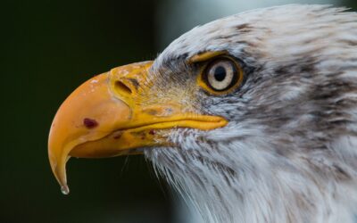 Michigan Man Charged: 125 Wildlife Crimes