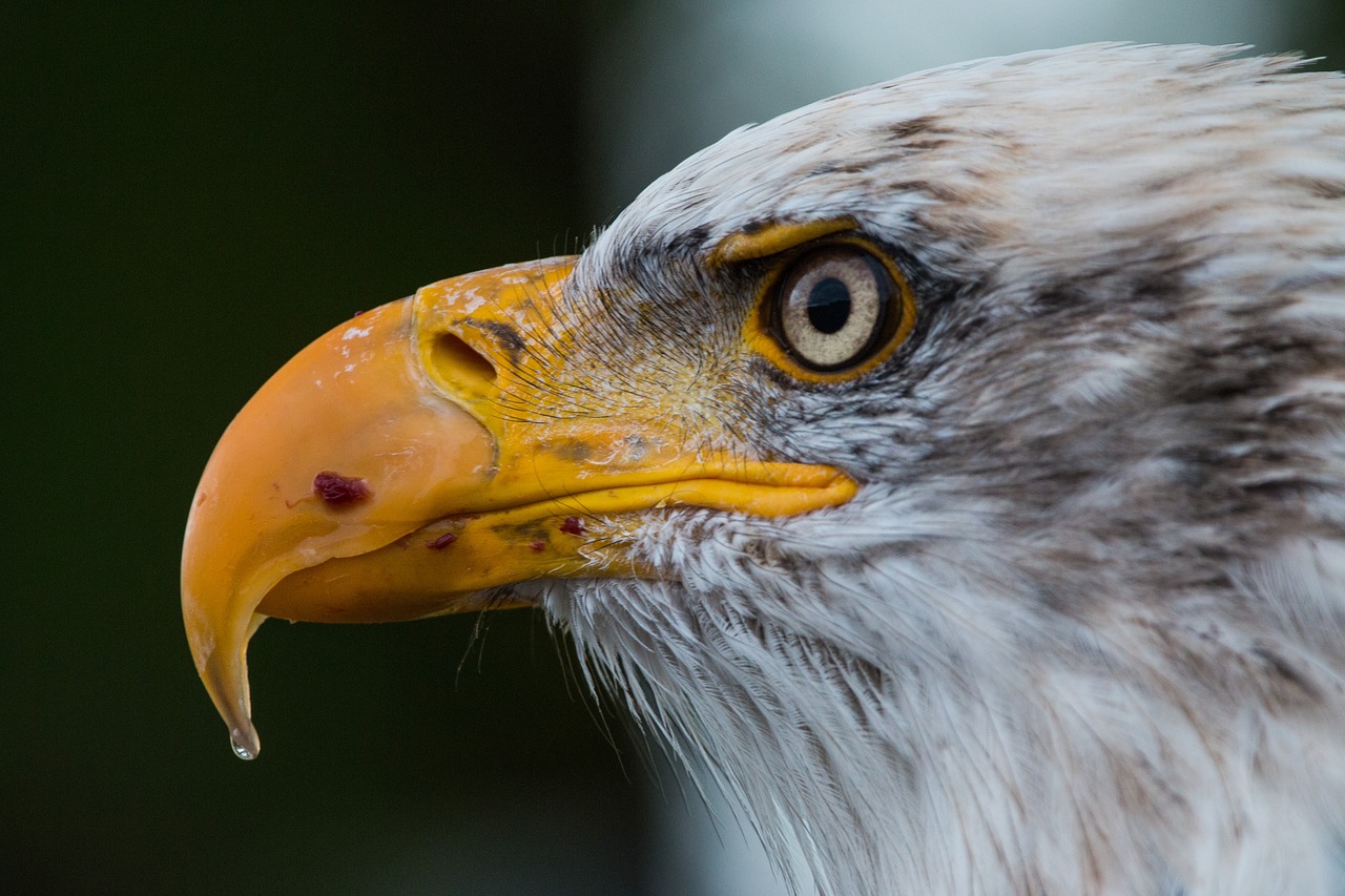 bald eagle close-up