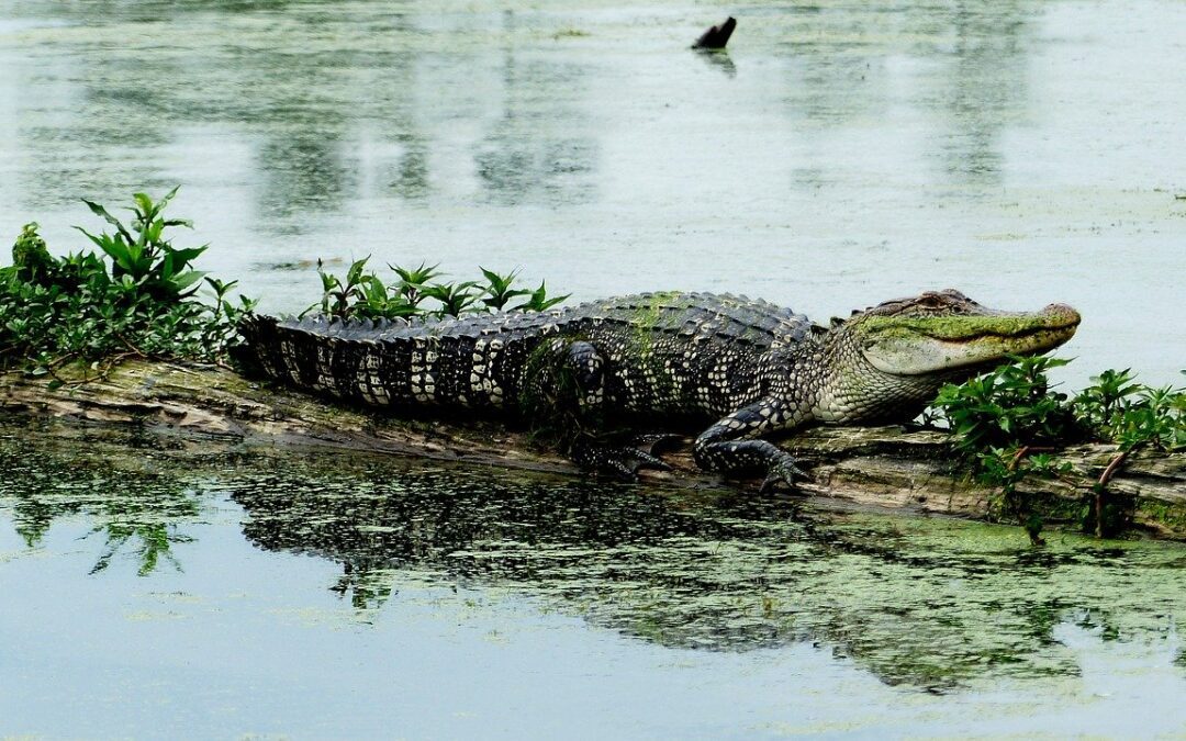 Alabama Alligator Registration Opens June 2, 2020