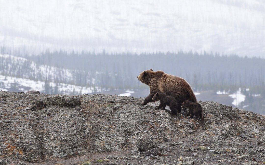An Excerpt from “A Toklat Grizzly Comes A’knockin'”