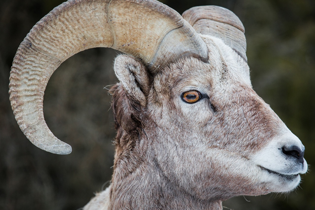 bighorn sheep male