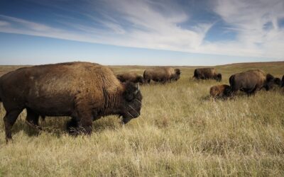 Kansas DWPT Donates 2,000 Pounds of Elk and Bison Meat to Local Food Banks