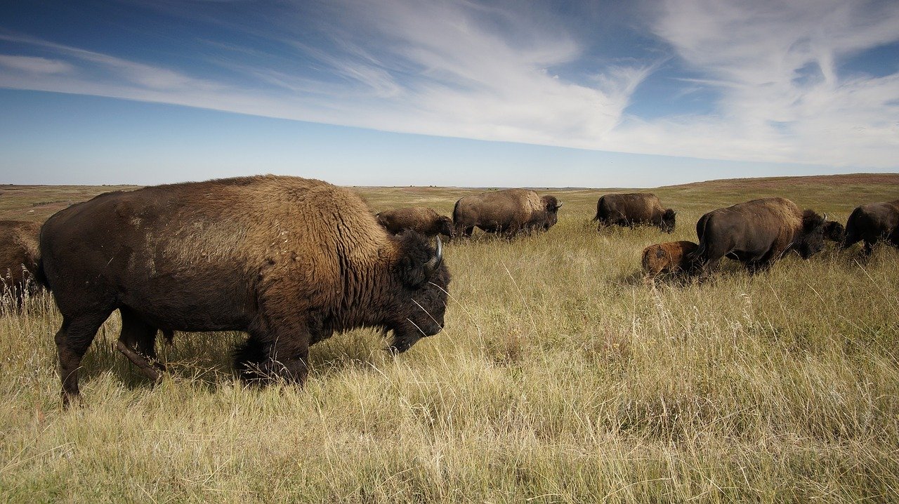 bison buffalo herd in field