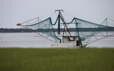 South Carolina Shrimp Season Begins May 27