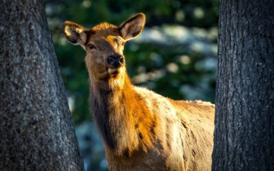 Utah Antlerless Deer and Elk Hunts