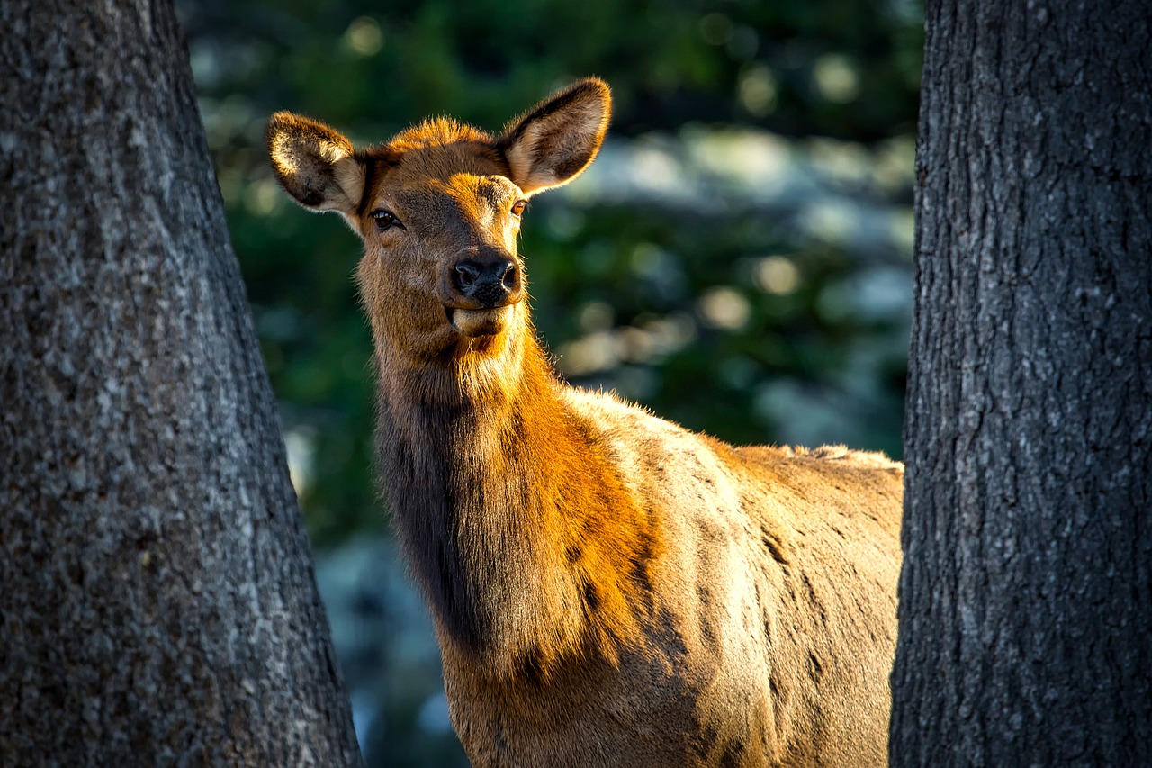 Utah Antlerless Deer and Elk Hunts Sporting Classics Daily