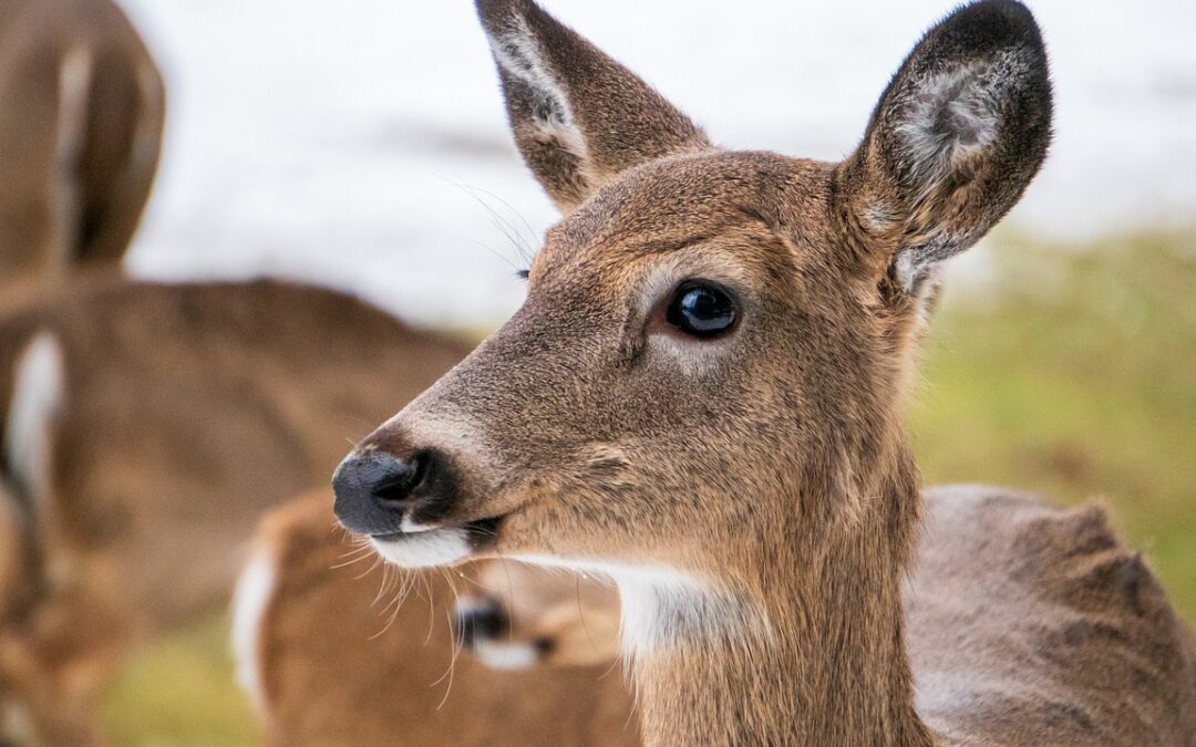 Oklahoma Approves Changes for Antlerless Deer, Waterfowl Hunting