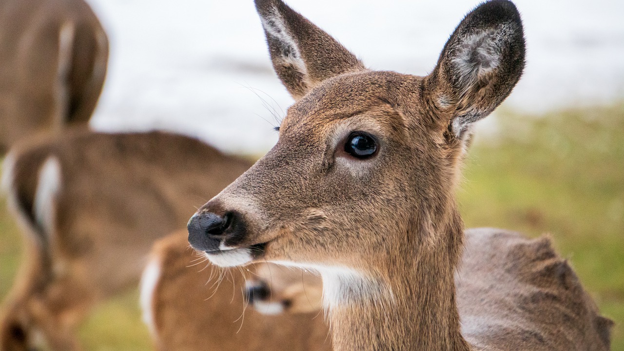 Antlerless Deer Zones - Oklahoma Hunting