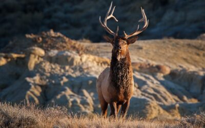 Kentucky Elk Hunt Drawing Announcement