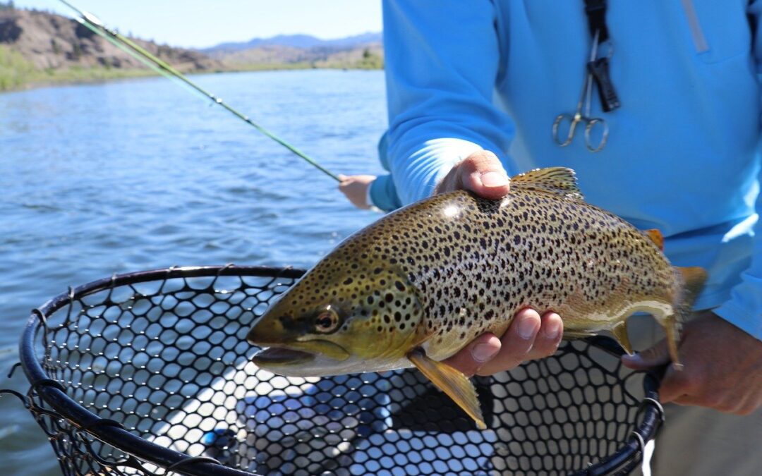 Utah Daily Trout Limit Increases to 8 Sporting Classics Daily