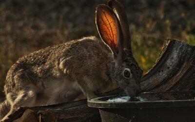 Deadly Disease Detected in California Wild Rabbits